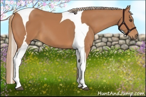 Horse Color:Chestnut Tobiano