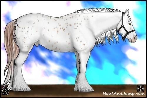 Horse Color:White Spotted Sable Champagne Splash Blanket
