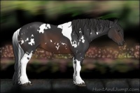 Horse Color:White Spotted Brown Tobiano 