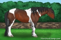 Horse Color:Bay Tobiano 