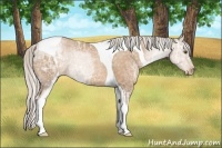 Horse Color:Silver Bay Ice Pearl Tobiano
