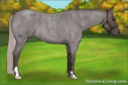 Horse Color:Silver Blue Roan Frame 