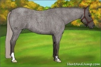 Horse Color:Silver Blue Roan Frame