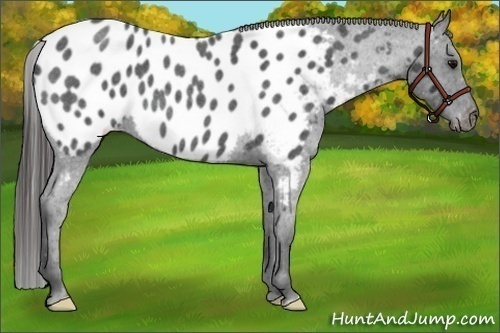Horse Color:Blue Roan Frame Appaloosa