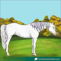 Horse Color:Nacre Silver Amber Champagne Roan Dun Splash Tobiano Frame Appaloosa Rabicano 