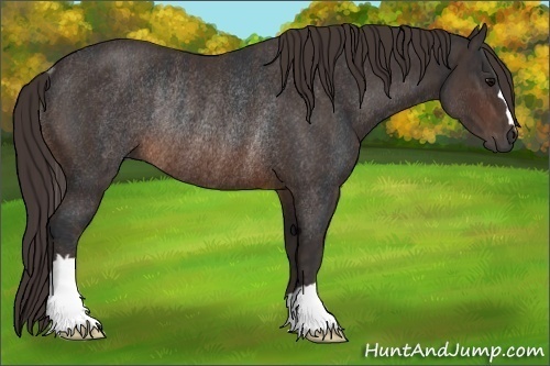 Horse Color:Brown Rabicano Brindle