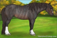 Horse Color:Brown Rabicano Brindle