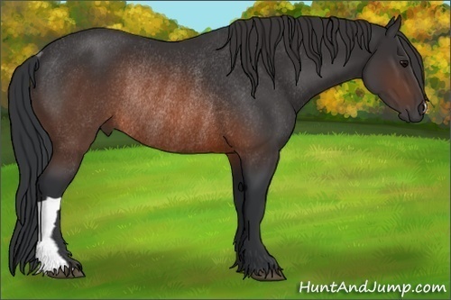 Horse Color:Brown Rabicano 