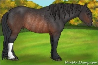 Horse Color:Brown Rabicano 