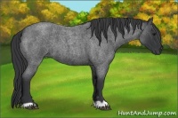 Horse Color:Blue Roan
