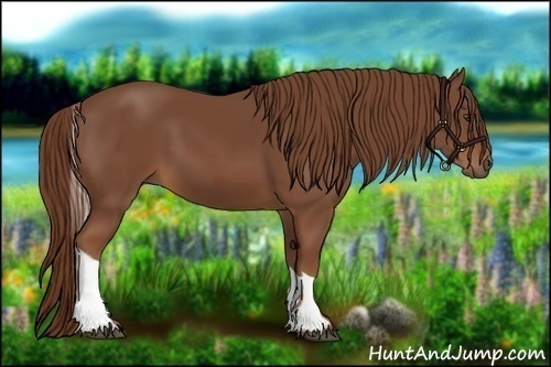 Horse Color:Chestnut Tobiano