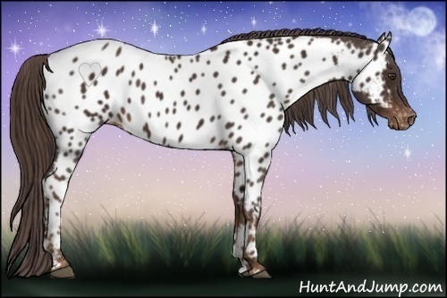 Horse Color:Liver Chestnut Near Leopard 