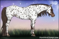 Horse Color:Liver Chestnut Appaloosa