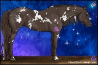 Horse Color:White Spotted Liver Chestnut 