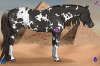 Horse Color:White Spotted Liver Chestnut Blanket