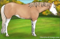 Horse Color:Gold Champagne Splash 