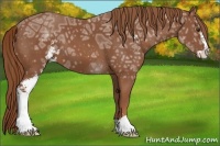Horse Color:Chestnut Ice Sabino 