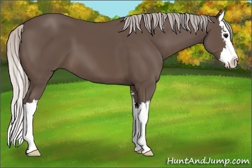 Horse Color:Silver Black Sabino Splash 
