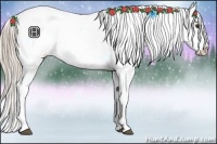 Horse Color:Palomino Appaloosa