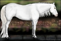 Horse Color:Gold Champagne Appaloosa