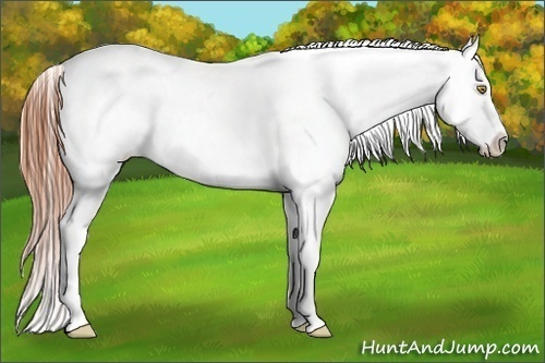 Horse Color:Amber Champagne Appaloosa 