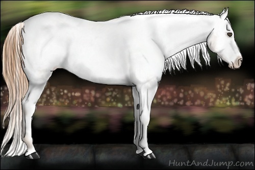 Horse Color:Red Roan Snowcap