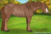 Horse Color:Chestnut Rabicano 