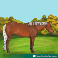 Horse Color:Silver Bay 