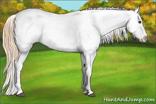 Horse Color:Red Dun Snowcap 