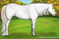 Horse Color:Red Dun Snowcap 