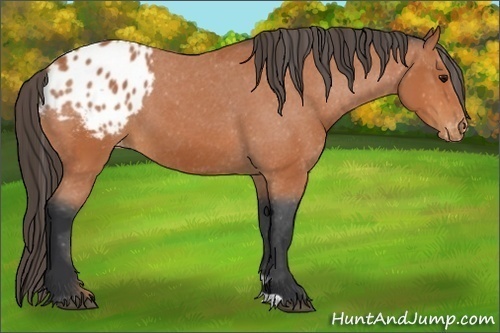 Horse Color:Bay Appaloosa 