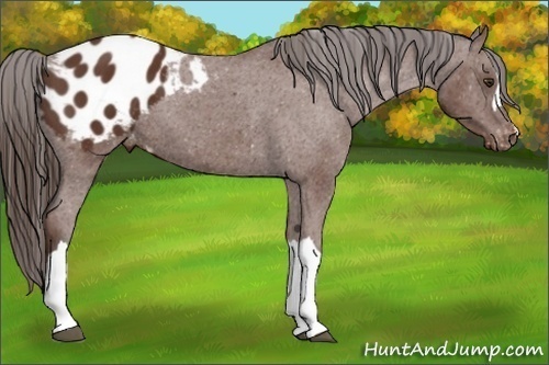 Horse Color:Bay Appaloosa 