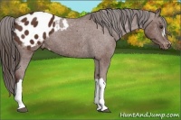 Horse Color:Bay Appaloosa 