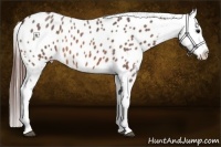 Horse Color:Bay Roan Appaloosa 