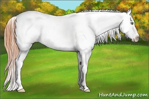 Horse Color:Amber Champagne Dun Varnish