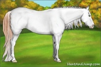 Horse Color:Amber Champagne Dun Appaloosa 