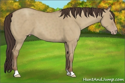 Horse Color:Classic Champagne Dun 