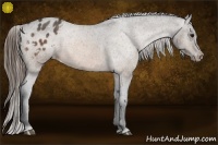 Horse Color:Buckskin Appaloosa