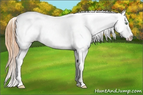 Horse Color:Amber Cream Champagne Roan Dun Appaloosa