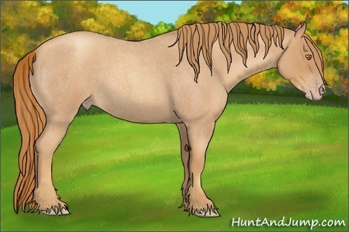 Horse Color:Gold Champagne Roan 
