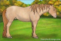 Horse Color:Gold Champagne Roan