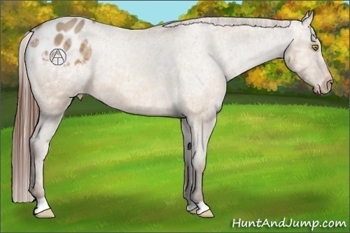 Horse Color:Amber Champagne Ice Varnish 