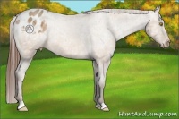 Horse Color:Amber Champagne Ice Varnish