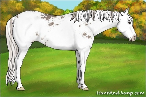 Horse Color:Silver Grullo Sabino Splash 
