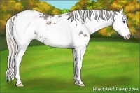 Horse Color:Silver Grullo Sabino Splash