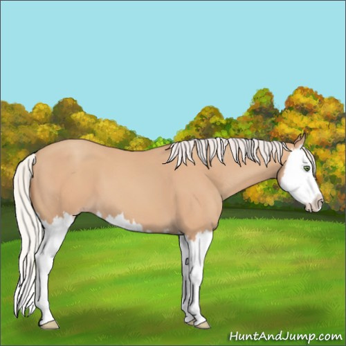 Horse Color:Silver Classic Champagne Splash
