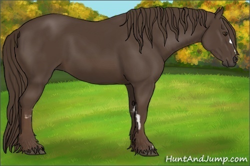 Horse Color:Liver Chestnut Frame 