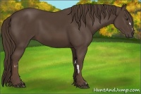 Horse Color:Liver Chestnut Frame 