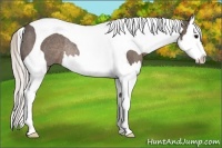 Horse Color:Silver Black Splash Tobiano Rabicano