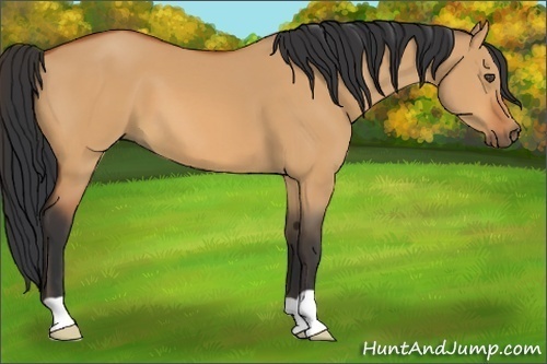 Horse Color:Bay Dun 